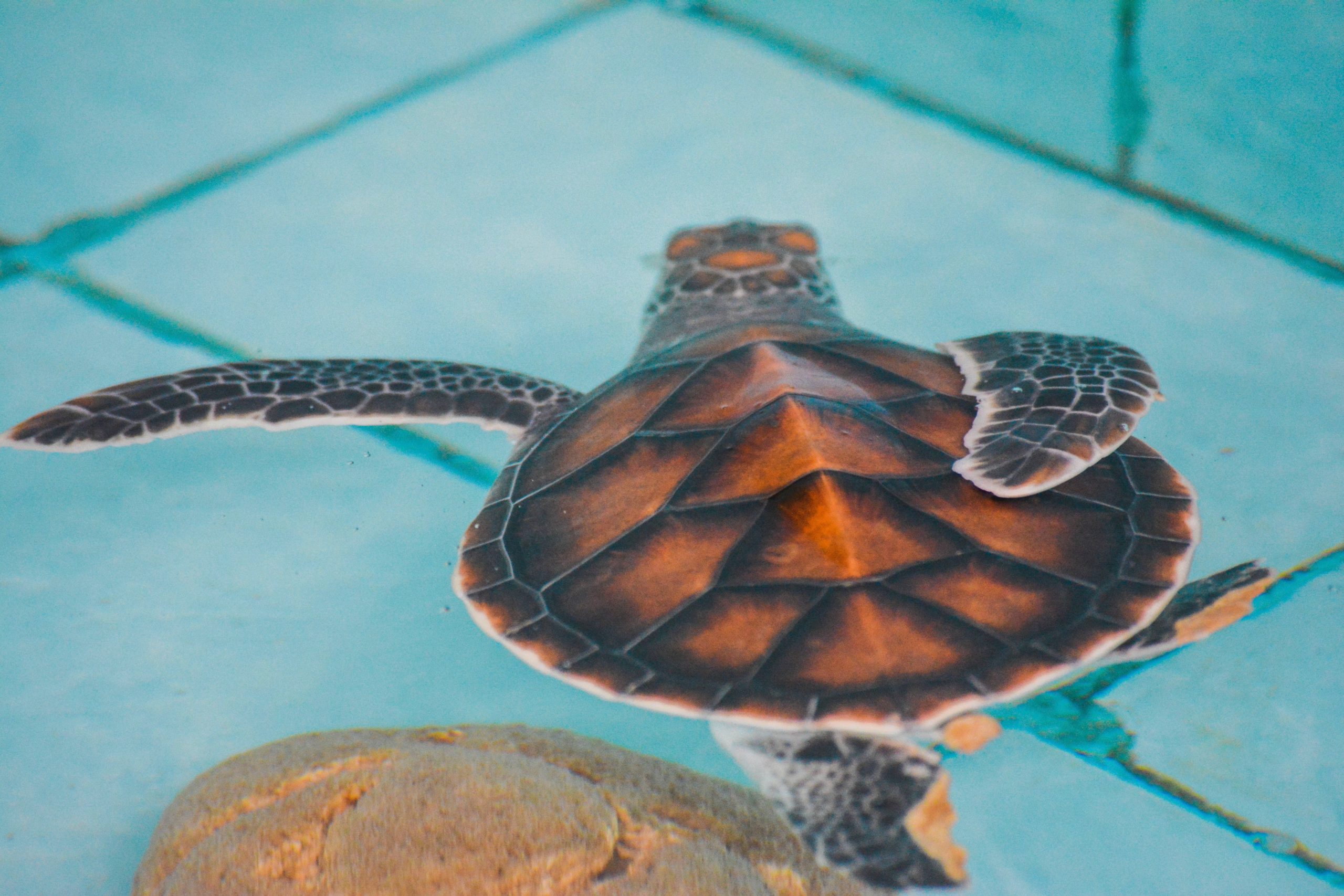 nusa-penida-turtle-project_pic-by-maya-3-6000