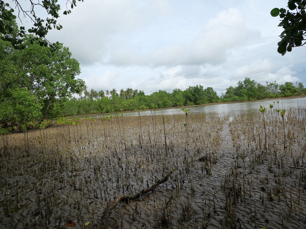 Mangrove PH 1