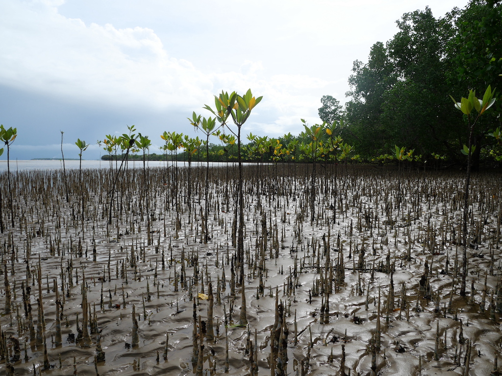 Mangrove PH 2
