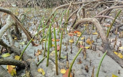 Palawan Mangrove Project, Philippines