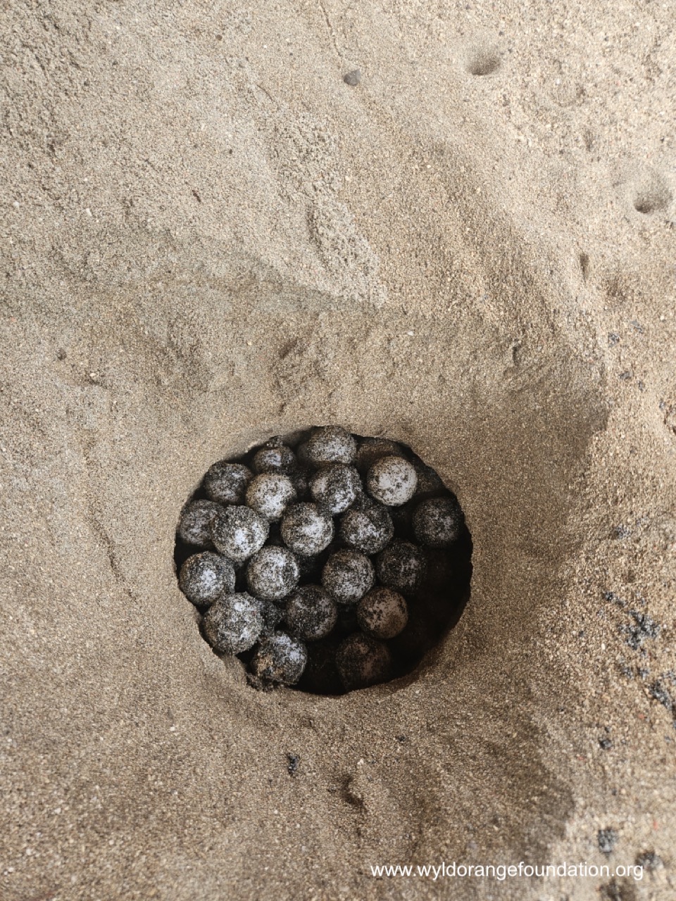 Nusa Penida Turtle