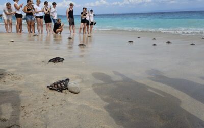 Nusa Penida Sea Turtle Conservation, Indonesia