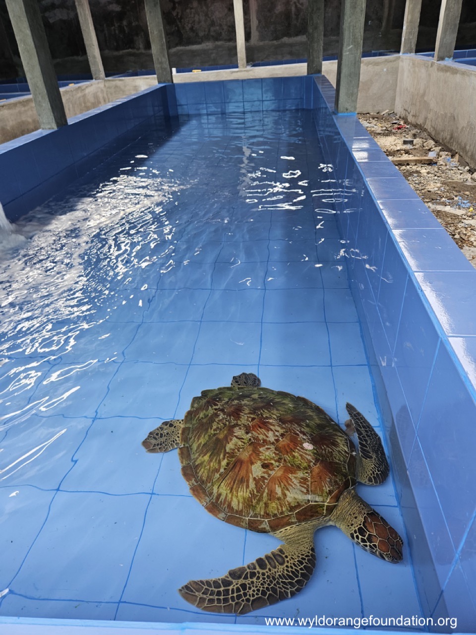 Nusa Penida Turtle3