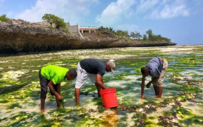 Zanzibar Sea Turtle Conservation, Tanzania