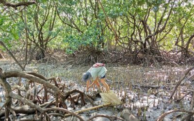 Palawan Mangrove Project, Philippines