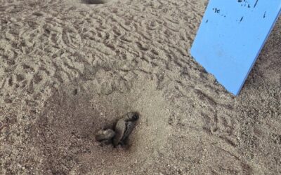 Nusa Penida Sea Turtle Conservation, Indonesia