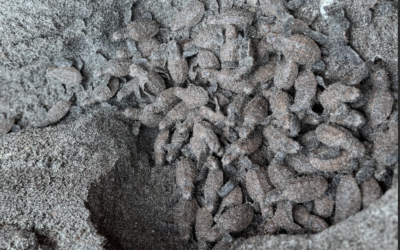 Lombok Sea Turtle Conservation, Indonesia