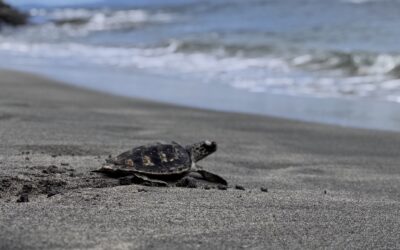 Lombok Sea Turtle Conservation, Indonesia