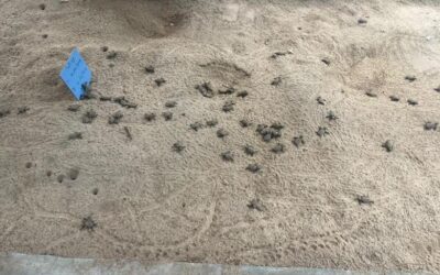 Nusa Penida Sea Turtle Conservation, Indonesia