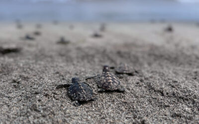 Lombok Sea Turtle Conservation, Indonesia
