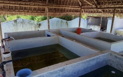 Zanzibar Sea Turtle Conservation, Tanzania