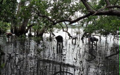 Palawan Mangrove Rehabilitation Philippines