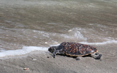 Nusa Penida Sea Turtle Conservation, Indonesia