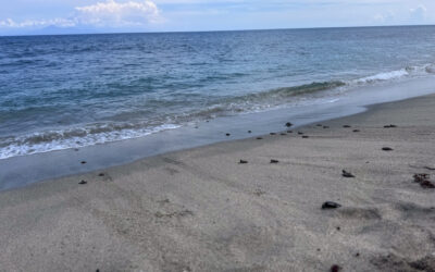 Lombok Sea Turtle Conservation, Indonesia