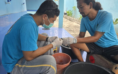 Nusa Penida Sea Turtle Conservation, Indonesia