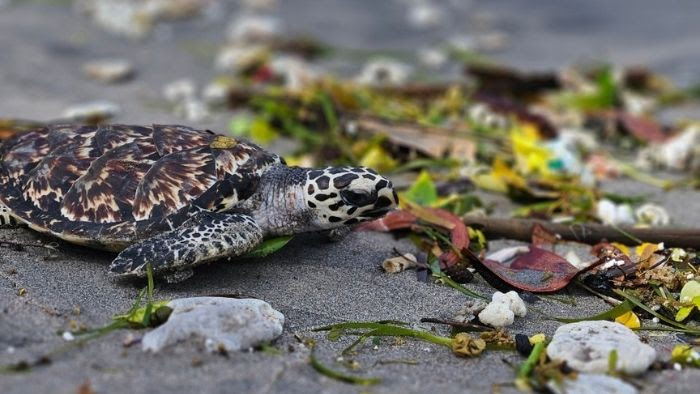 Sea Turtle Conservation in Lombok, Indonesia – Featured project of June