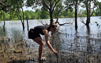 Palawan Mangrove Project, Philippines