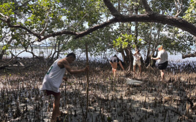 Palawan Mangrove Project, Philippines