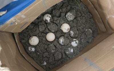 Nusa Penida Sea Turtle Conservation – Bali