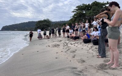 Lombok Sea Turtle Conservation – Bali