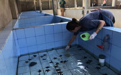 Lombok Sea Turtle Conservation – Indonesia