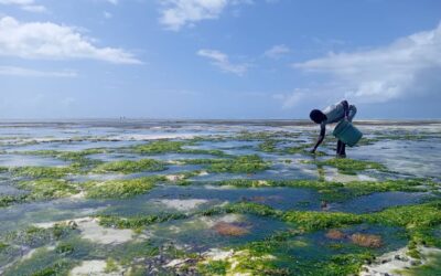 Zanzibar Sea Turtle Conservation – Tanzania