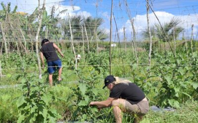 Palawan Mangrove Rehabilitation Philippines
