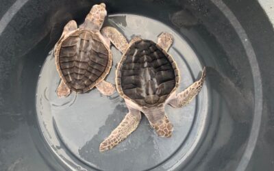 Lombok Sea Turtle Conservation – Indonesia