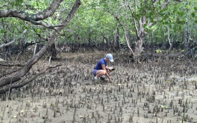 Palawan Mangrove Rehabilitation Philippines